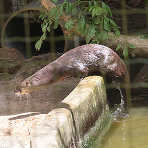 Paramaribo Zoo