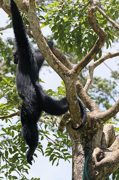 Paramaribo Zoo