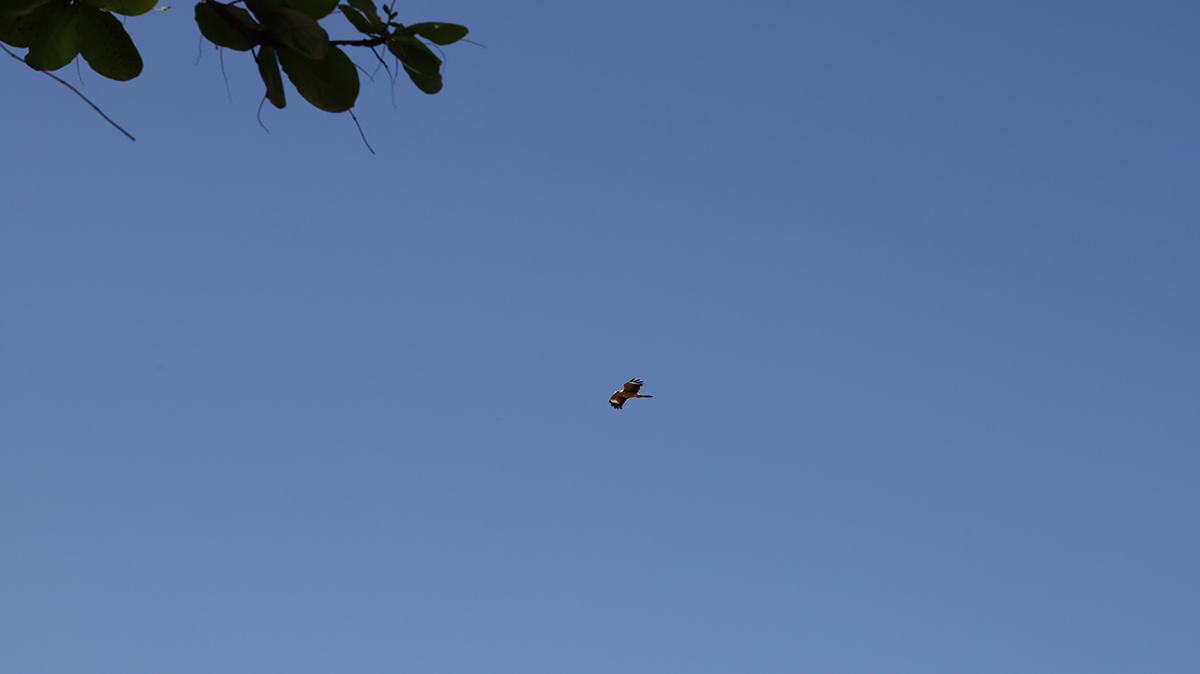 Yellow-headed Caracara