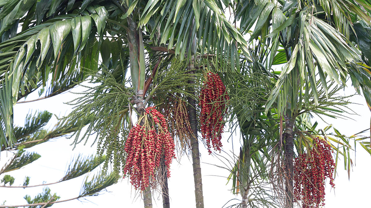 Palmentuin Paramaribo