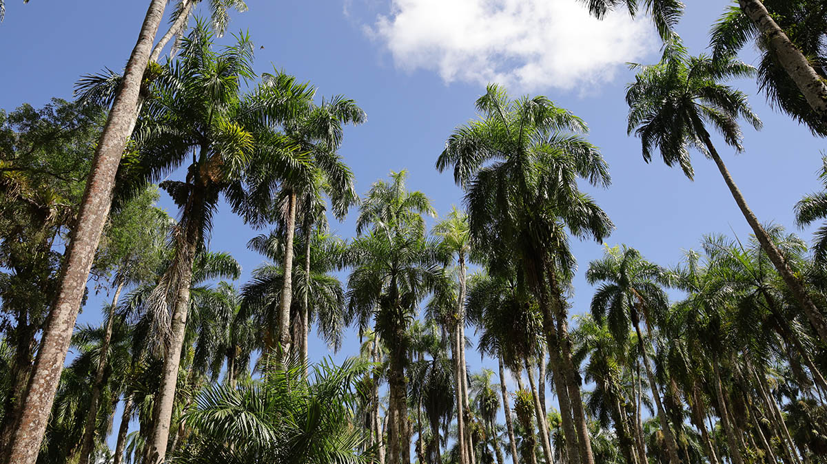 Palmentuin Paramaribo