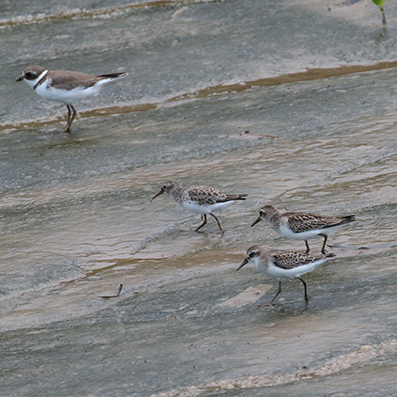 Semipalmated Plover and 3 Least Sandpipers