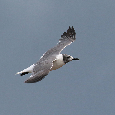 Laughing Gull