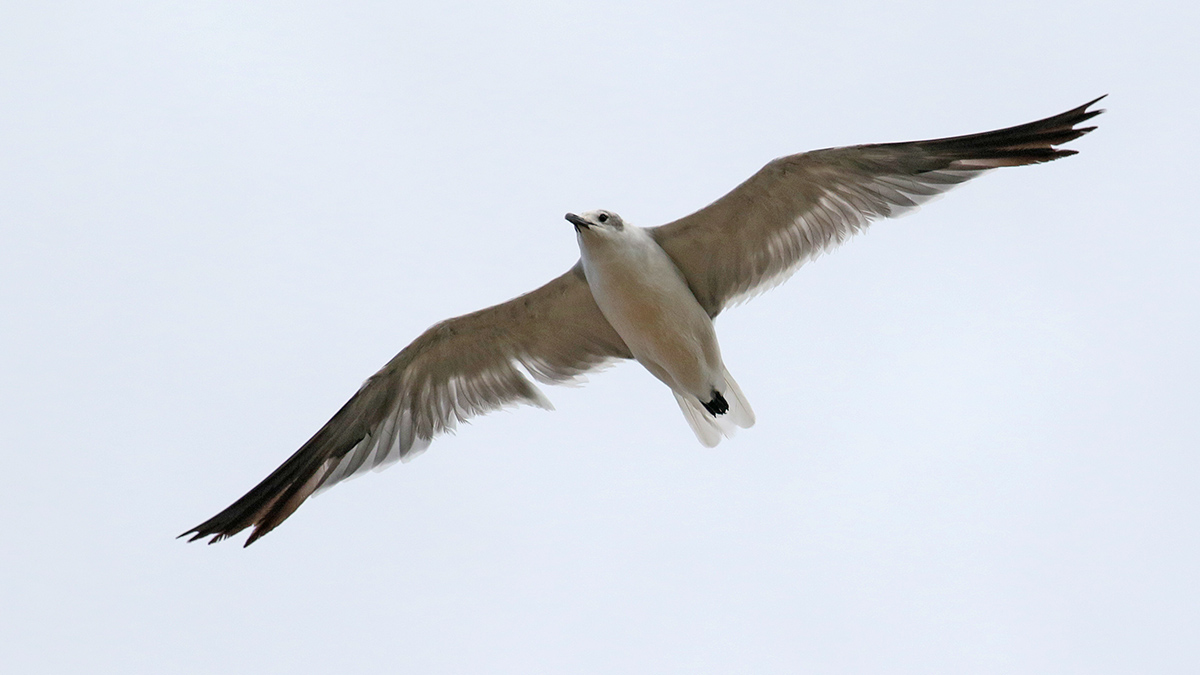 Laughing Gull