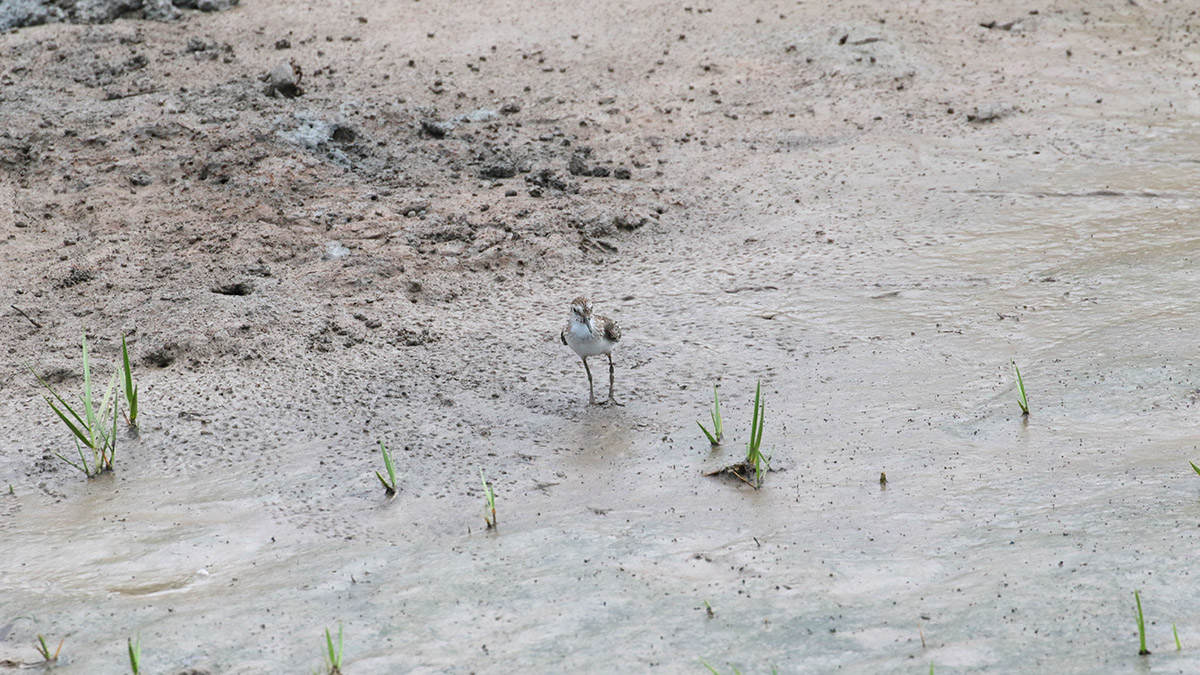 Least Sandpiper