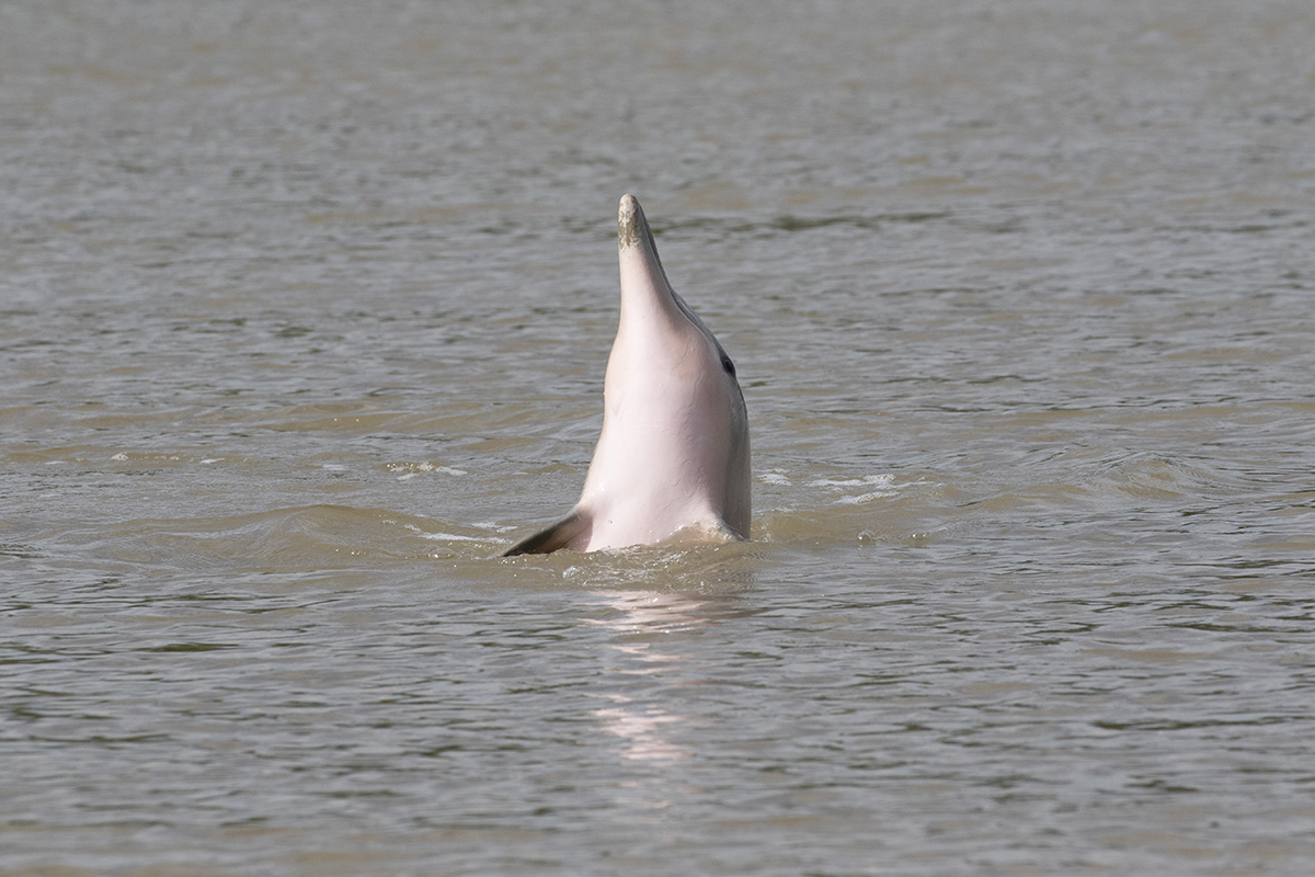 Dolfijn in de Commewijnerivier in Suriname