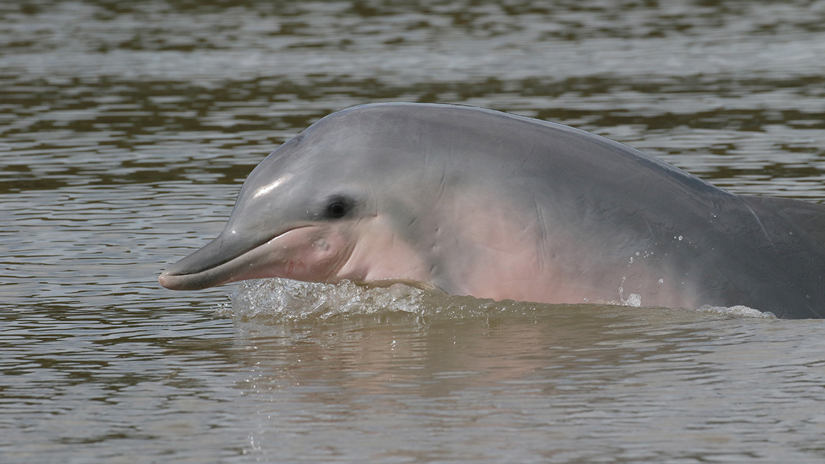 Dolfijn in de Commewijnerivier in Suriname