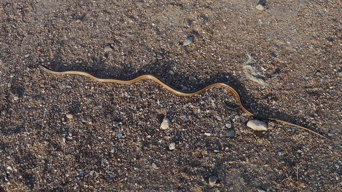 Lined Ground Snake