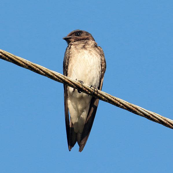 Southern Rough-winged Swallow