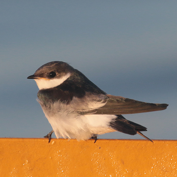 White-winged Swallow