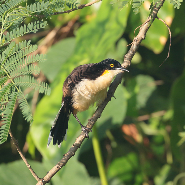 Black-capped Donacobius