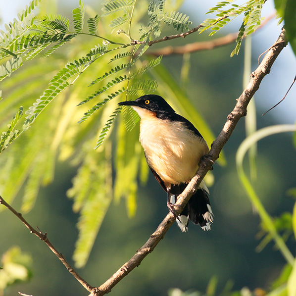 Black-capped Donacobius