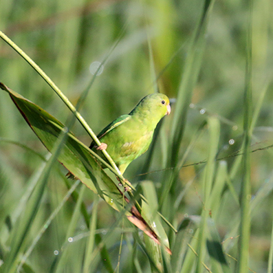 Green-rumped Parrotlet