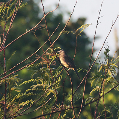 Grayish Saltator