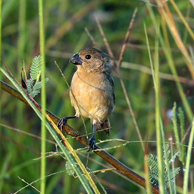 Wing-barred Seedeater female