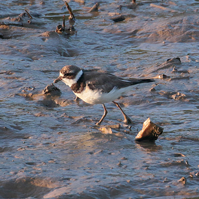 Semipalmated Plover