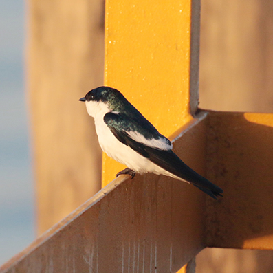 White-winged Swallow