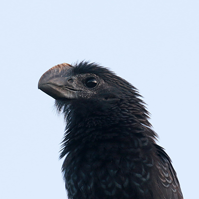 Smooth-billed Ani