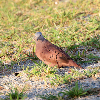 Ruddu Ground Dove