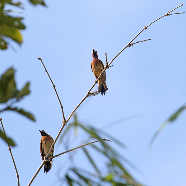 Spot-breasted Woodpecker