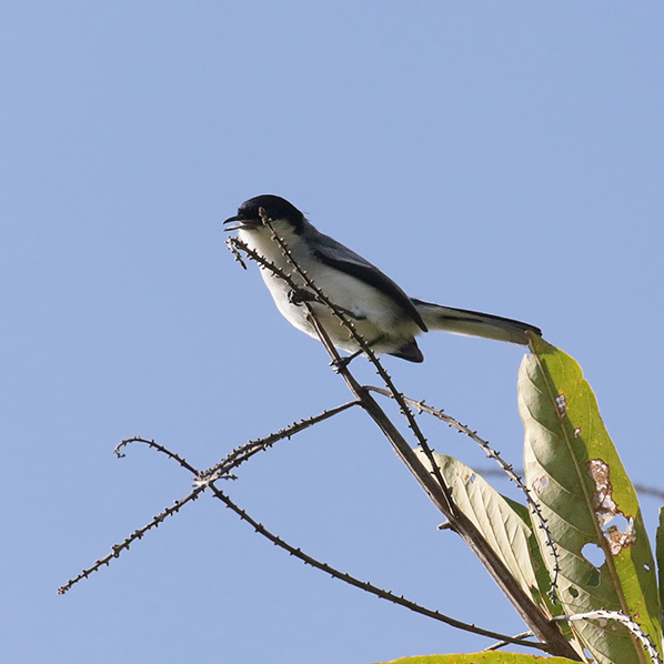 Tropical Gnatcatcher