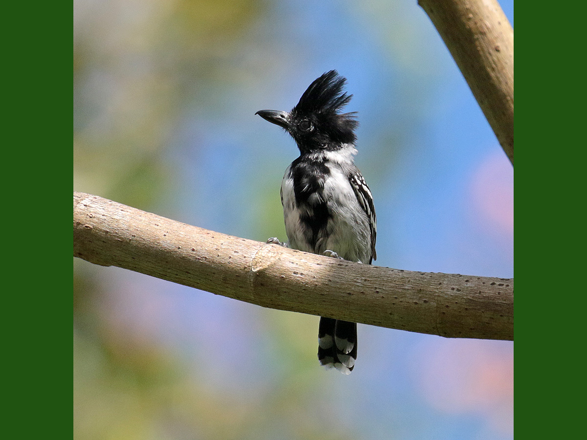 Black-Crested Antbird 