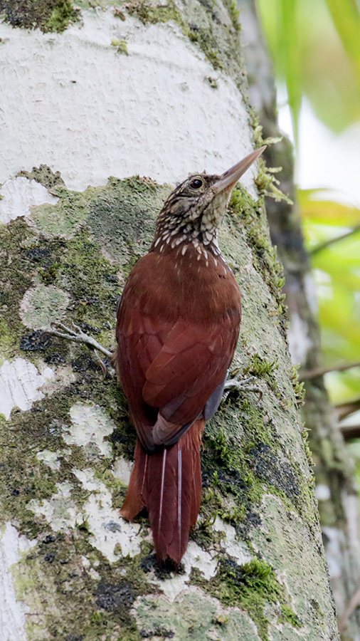 Straight-billed Woodcreeper