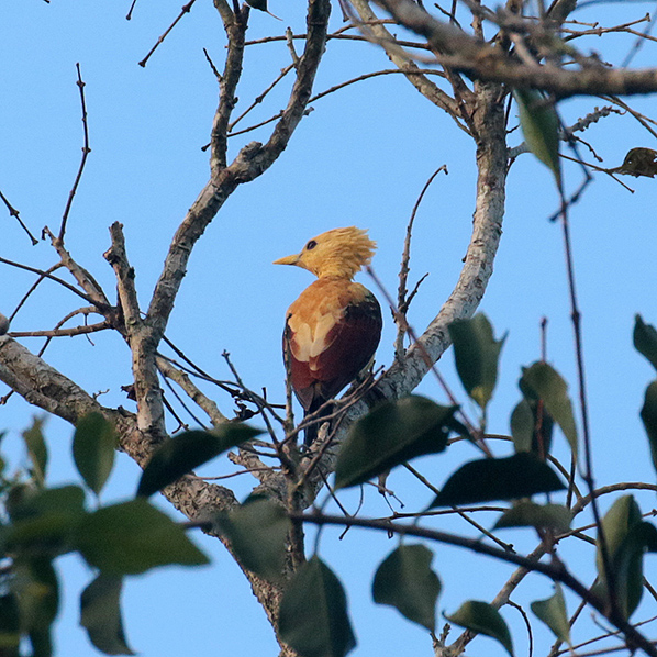 Cream-colored Woodpecker