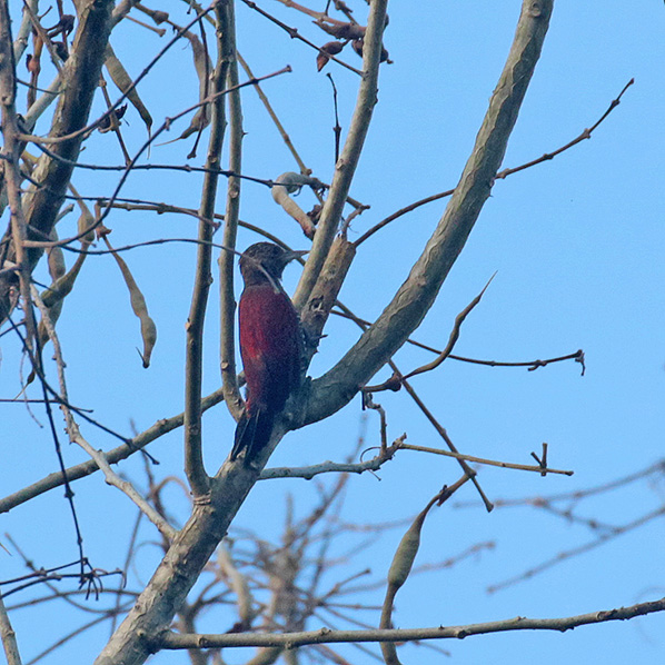 Blood-colored Woodpecker