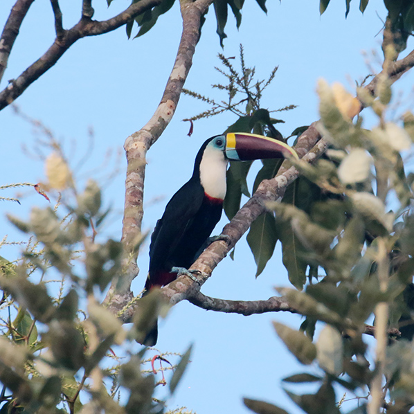 White-throated Toucan