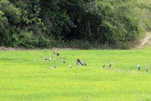 Asian Openbills in een rijstveld