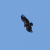 Californische Condor