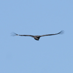 Californian Condor