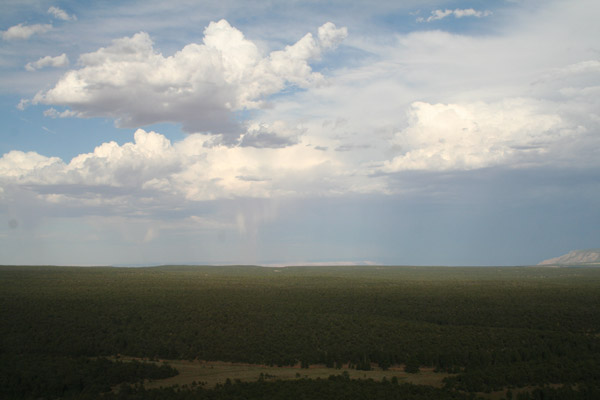 Kaibab national Forest