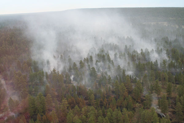 Brand in kaibab National Forest