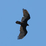 Turkey Vulture