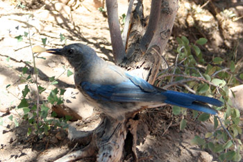 Western Scrub-Jay