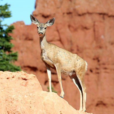 Mule Deer