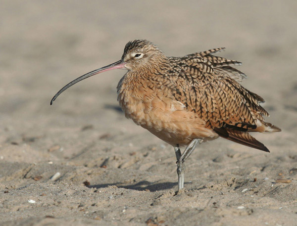 Long-billed Curlew