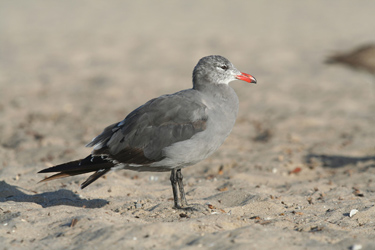 Heermann's Gull