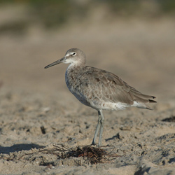 Willet