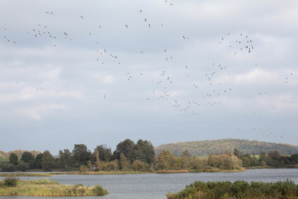 Gävelbjärs natuurreservaat