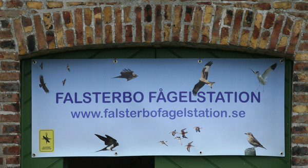 Vogelstation in de vuurtoren