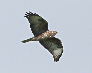 Buizerd