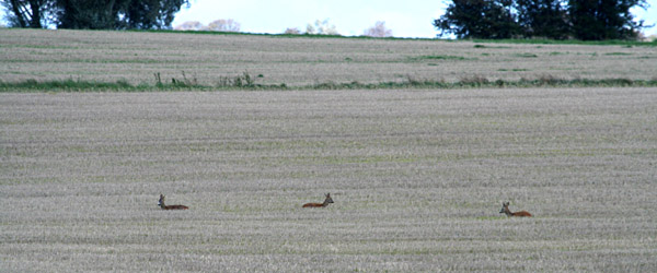 Reeën in het Zweedse landschap