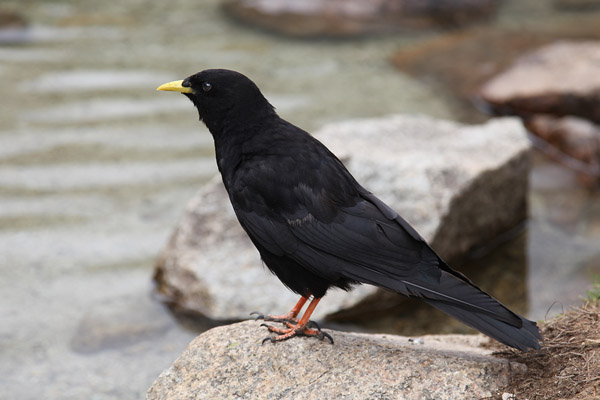 Alpenkauw