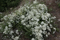 Bloemen