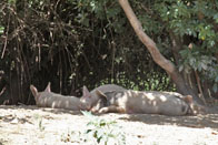 Varkens