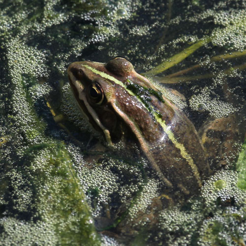 Kikker