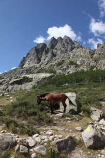 Restonicadal